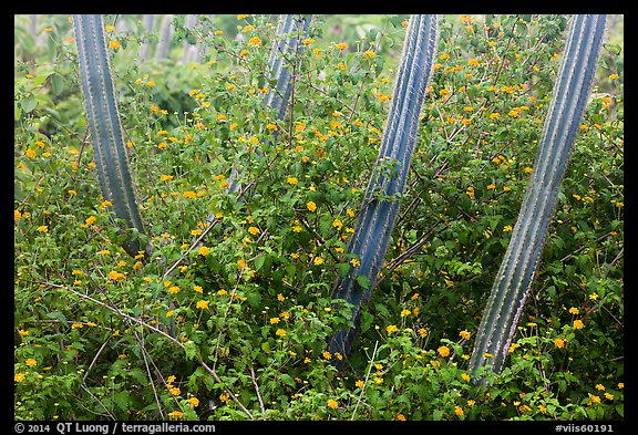 Cactus and flowers, Yawzi Point. Virgin Islands National Park, US Virgin Islands.