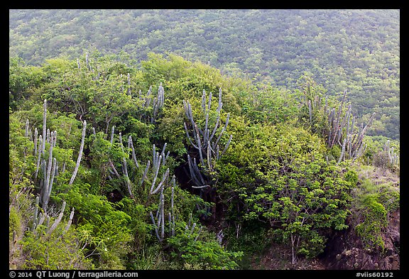 Cactus and green hillside, Yawzi Point. Virgin Islands National Park, US Virgin Islands.
