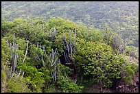 Cactus and green hillside, Yawzi Point. Virgin Islands National Park ( color)