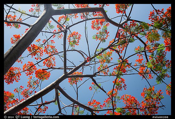 Looking up flamboyant tree (Delonix regia). Virgin Islands National Park (color)