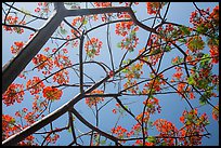 Looking up flamboyant tree (Delonix regia). Virgin Islands National Park ( color)