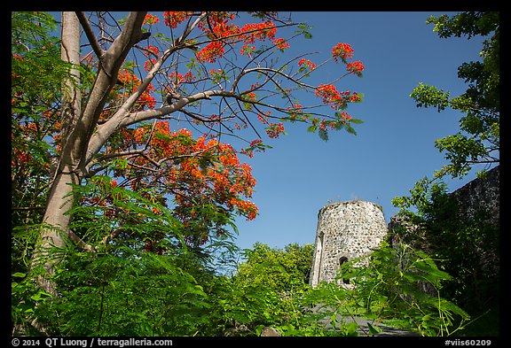 Tower framed by Royal Poinciana tree, Annaberg Sugar Mill ruins. Virgin Islands National Park (color)