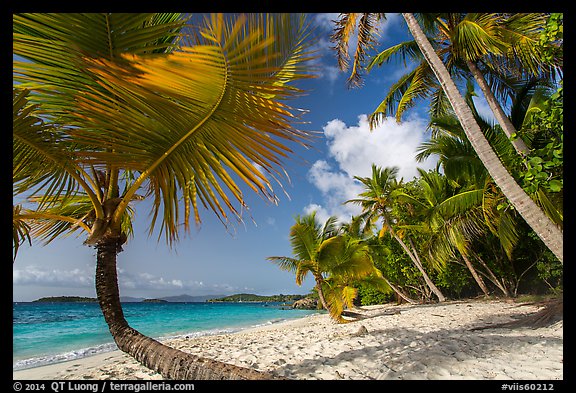 Palm trees on Salomon Beach. Virgin Islands National Park (color)