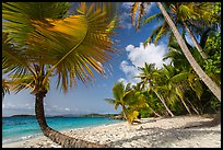 Palm trees on Salomon Beach. Virgin Islands National Park ( color)
