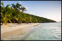 Clear waters and palm trees in the evening, Salomon Beach. Virgin Islands National Park ( color)