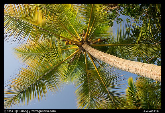 Looking up coconut, Salomon Bay. Virgin Islands National Park (color)