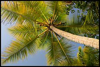Looking up coconut, Salomon Bay. Virgin Islands National Park ( color)