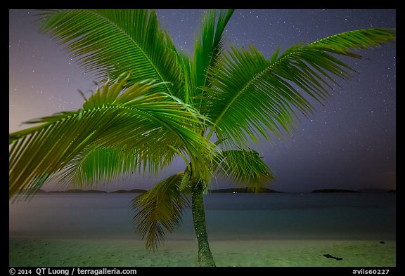Palm tree and beach at night, Salomon Beach. Virgin Islands National Park (color)