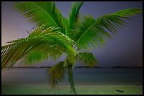 Palm tree and beach at night, Salomon Beach. Virgin Islands National Park ( color)