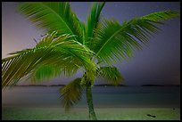 Palm tree and beach at night, Salomon Beach. Virgin Islands National Park, US Virgin Islands.