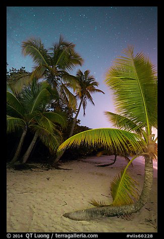 Palm trees on beach at night, Salomon Beach. Virgin Islands National Park, US Virgin Islands.