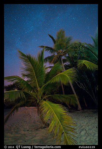 Palm trees and starry sky, Salomon Beach. Virgin Islands National Park (color)