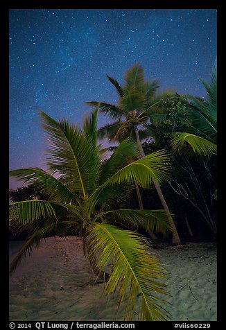 Palm trees and starry sky, Salomon Beach. Virgin Islands National Park, US Virgin Islands.