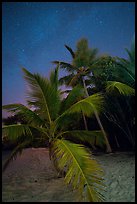 Palm trees and starry sky, Salomon Beach. Virgin Islands National Park ( color)