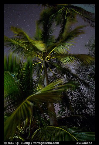 Coconut trees at night, Salomon Beach. Virgin Islands National Park (color)