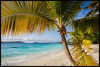 Palm tree framing beach, Salomon Bay. Virgin Islands National Park ( color)