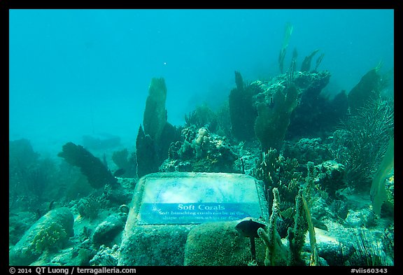 Soft coral, Trunk Bay underwater trail interpretive sign. Virgin Islands National Park, US Virgin Islands.