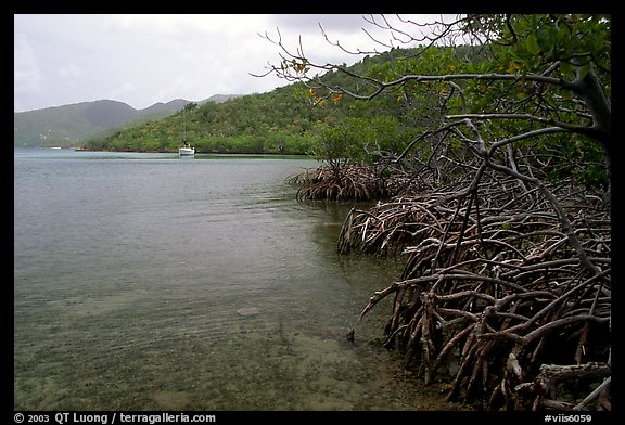 Mangrove shore, Round Bay. Virgin Islands National Park (color)