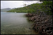 Mangrove shore, Round Bay. Virgin Islands National Park, US Virgin Islands.