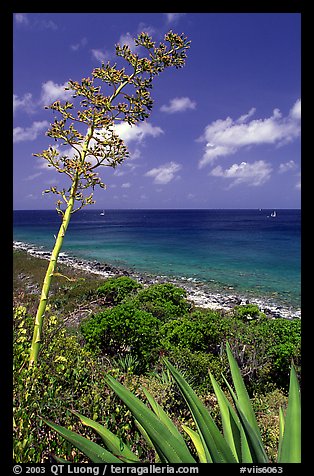 Agave and tall flower on Ram Head. Virgin Islands National Park, US Virgin Islands.