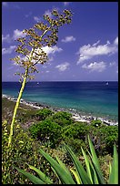 Agave and tall flower on Ram Head. Virgin Islands National Park, US Virgin Islands.