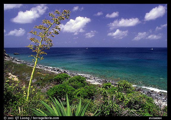 Centenial flower and ocean on Ram Head. Virgin Islands National Park (color)