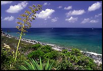 Centenial flower and ocean on Ram Head. Virgin Islands National Park, US Virgin Islands. (color)