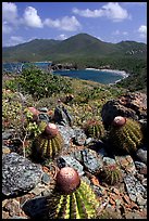 Cactus on Ram Head. Virgin Islands National Park, US Virgin Islands. (color)
