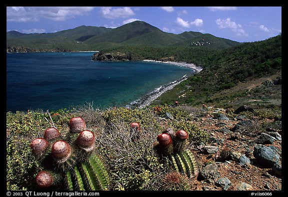 Cactus and bay, Ram Head. Virgin Islands National Park, US Virgin Islands.