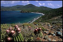 Cactus and bay, Ram Head. Virgin Islands National Park, US Virgin Islands.