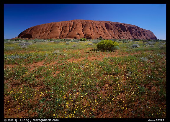 Flowers and Ayers Rock. Uluru-Kata Tjuta National Park, Northern Territories, Australia