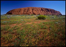 Flowers and Ayers Rock. Uluru-Kata Tjuta National Park, Northern Territories, Australia