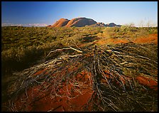 Olgas, late afternoon. Australia ( color)