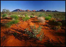 Pink sand dunes and Olgas. Olgas, Uluru-Kata Tjuta National Park, Northern Territories, Australia