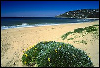 Beach north of the city. Sydney, New South Wales, Australia