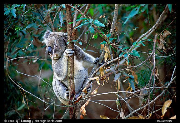 Koala in natural environment. Australia (color)