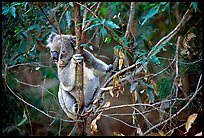 Koala in natural environment. Australia (color)