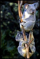 Two koalas. Australia (color)