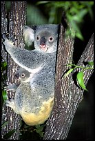 Koala with cub. Australia (color)