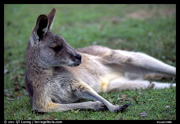 Kangaroo laying on its side. Australia