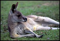 Kangaroo laying on its side. Australia