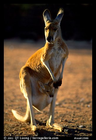 Female Kangaroo with joey in pocket. Australia