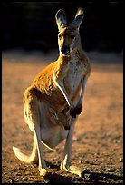 Female Kangaroo with joey in pocket. Australia ( color)
