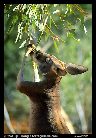 Kangaroo reaching for leaves. Australia (color)