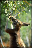 Kangaroo reaching for leaves. Australia