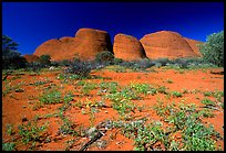 Olgas, mid-day. Olgas, Uluru-Kata Tjuta National Park, Northern Territories, Australia ( color)