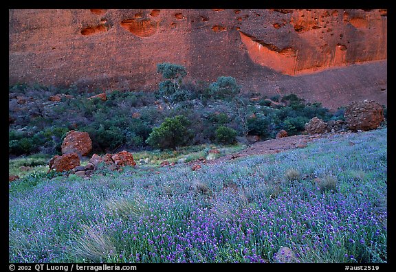 Blue flowers at the base of the Olgas. Olgas, Uluru-Kata Tjuta National Park, Northern Territories, Australia (color)