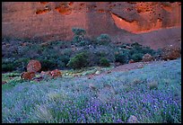 Blue flowers at the base of the Olgas. Olgas, Uluru-Kata Tjuta National Park, Northern Territories, Australia