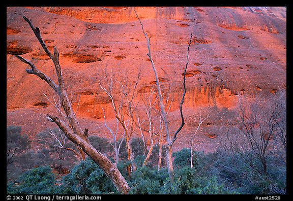 Trees at the base of the Olgas. Olgas, Uluru-Kata Tjuta National Park, Northern Territories, Australia (color)