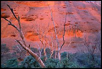 Trees at the base of the Olgas. Olgas, Uluru-Kata Tjuta National Park, Northern Territories, Australia